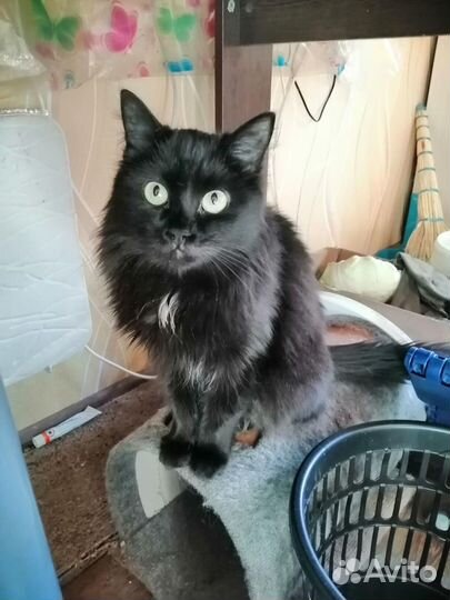 Красавица Маргоша в добрые руки