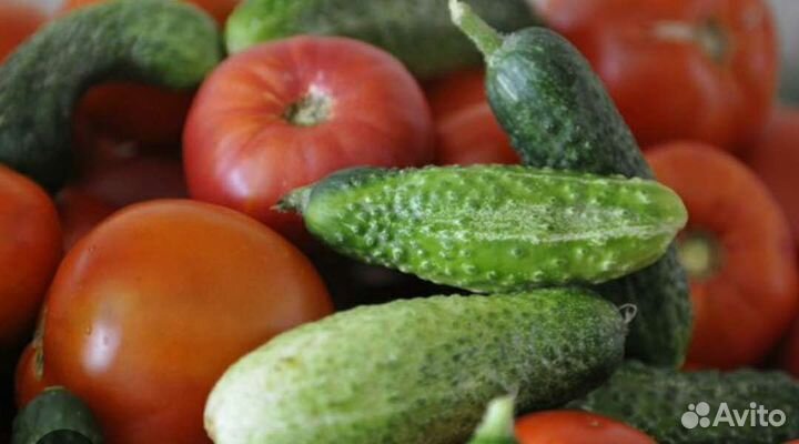 Помидоры и огурцы с грядки