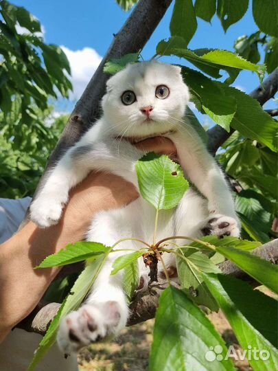 Девочка серебристая шиншилла