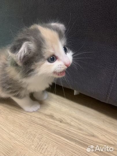 Шотландские котята