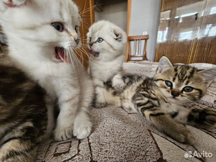 Котята