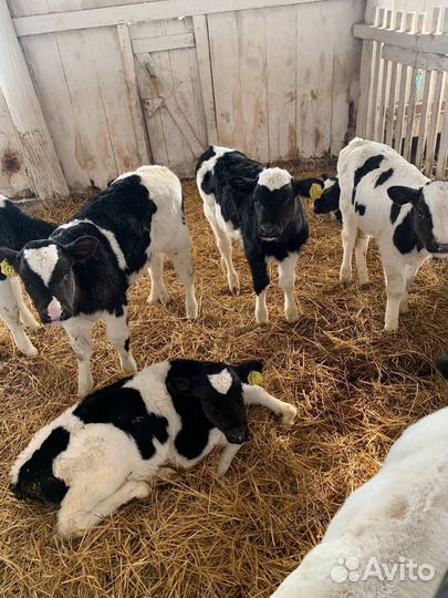 Бычки и телки