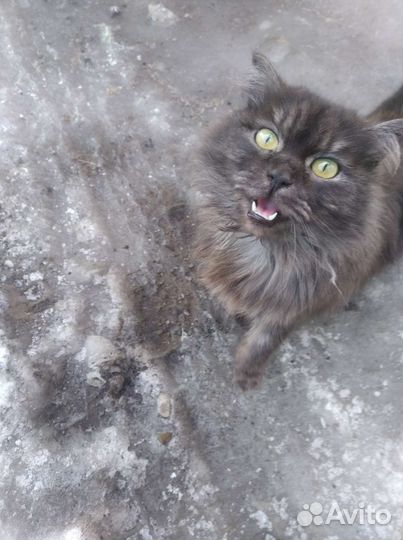 Кошка в дар