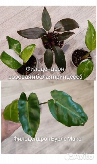 Комнатные цветы. Филодендрон Биркин,Биллитао, кофе