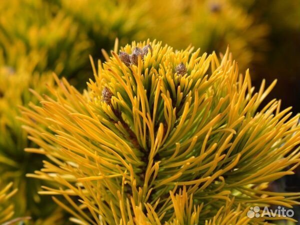 Сосна горная Винтер Голд 'Winter Gold'