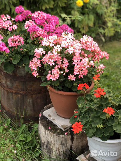 Герани и пеларгонии