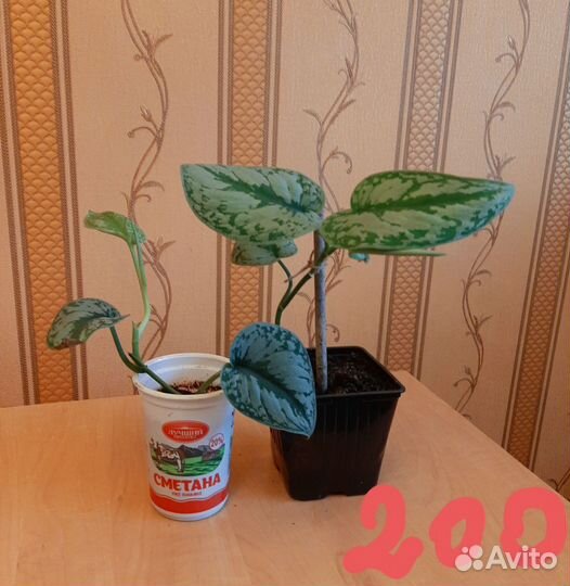 Разные комнатные растения