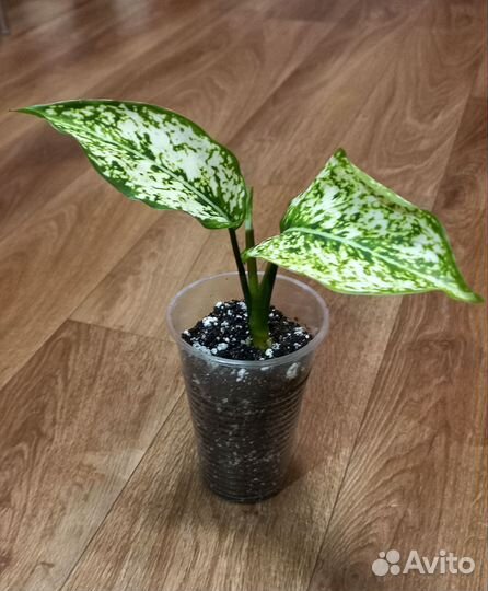 Комнатные растения цветы