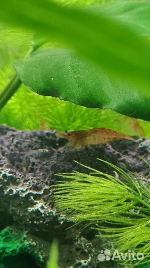 Креветки вишня