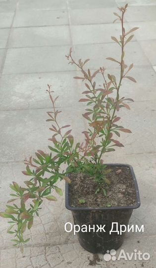 Барбарис тунберга