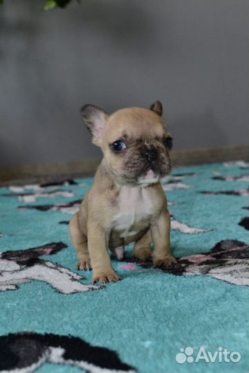 Французский бульдог