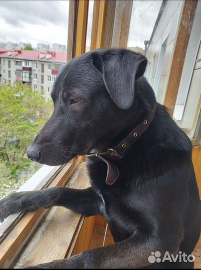 Отдам в добрые руки