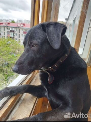 Отдам в добрые руки