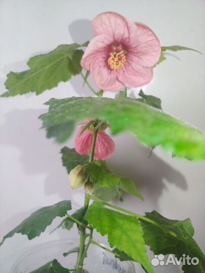 Абутилон комнатный клён, цветущий