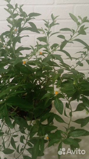 Паслён домашний