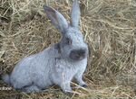 Кролик Полтавское серебро