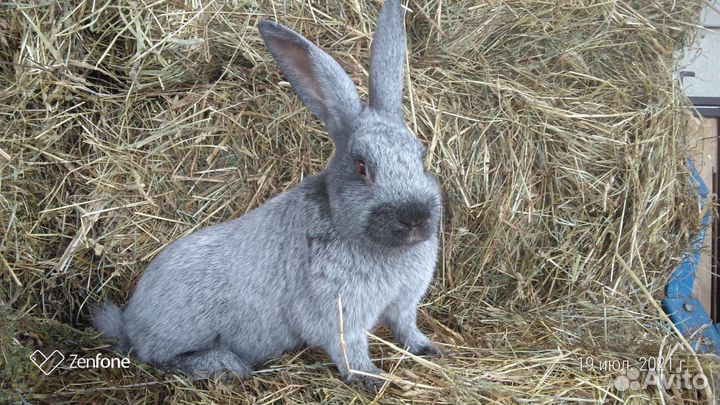 Кролик Полтавское серебро