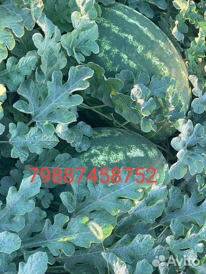 Арбуз каристан