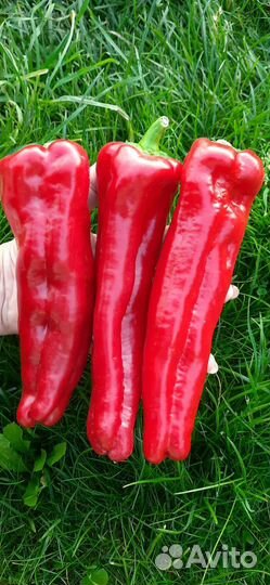 Перец Тронтаролло семена