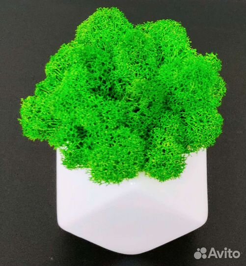 Кашпо со стабилизированным мхом