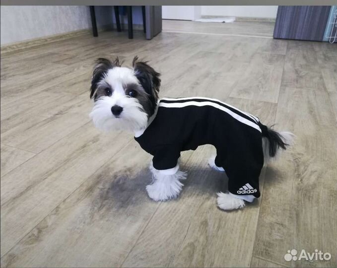 Комбинезон на маленькую собачку