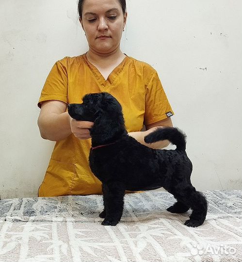Королевский пудель