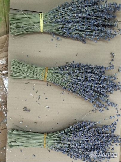 Пучки бронь