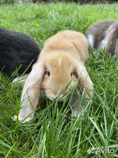 Кролик (чистокровный французский баран)