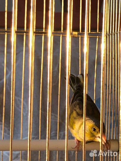 Кенара и канарейки