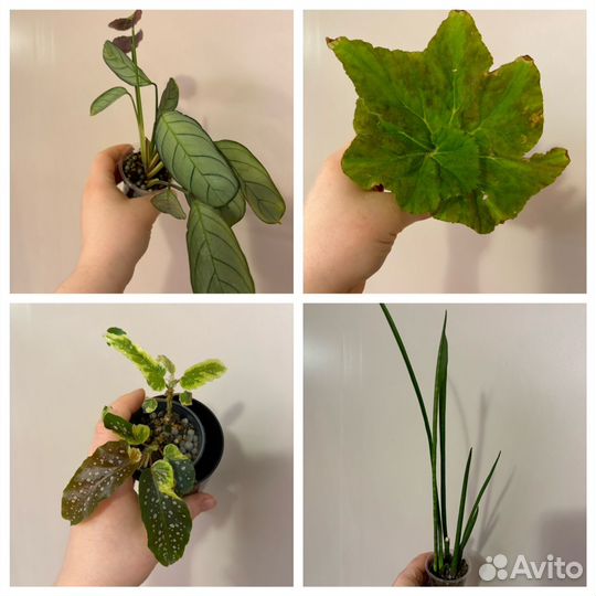 Самые разные комнатные растения