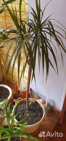 Комнатные растения