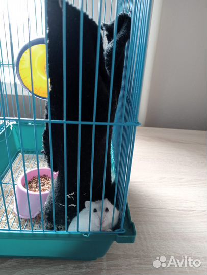 Продам джунгарика