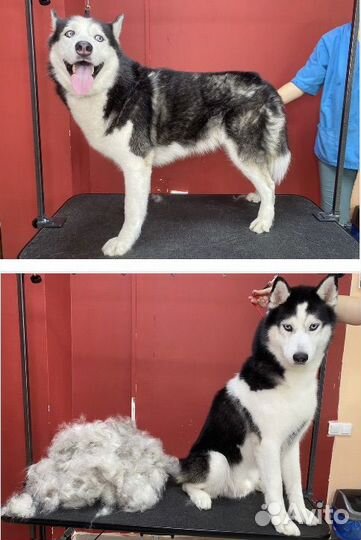 Уход за животными