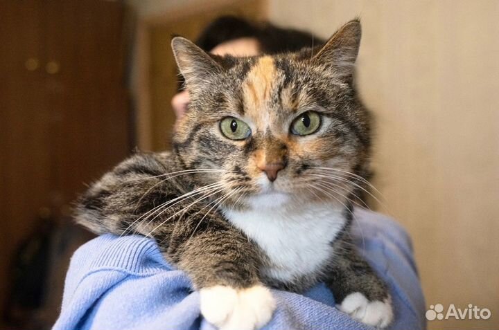 Ручная ласковая с инвалидностью Мила ищет передерж