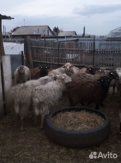 Овцы бараны на мясо