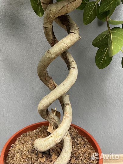 Фикус бенгальский одри двойная спираль H 140