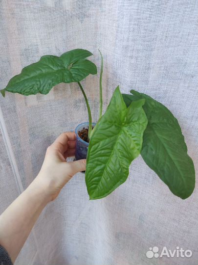 Сингониум Австралия, Конфетти триколор