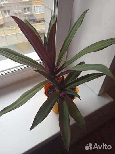 Традесканция рео