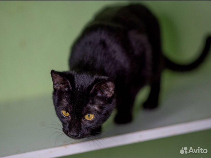 Котик в добрые руки