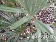 Саженцы,семена: гибискус,пальма,лавр