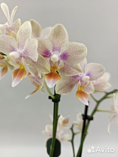 Орхидея Фаленопсис Мелисса Melissa
