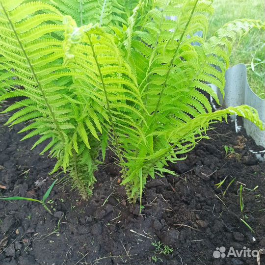 Папоротник для дачи