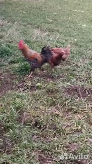 Яйца на инкубацию