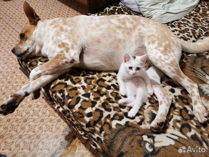 Передержка кошек