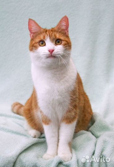 Манюня - ласковая кошечка