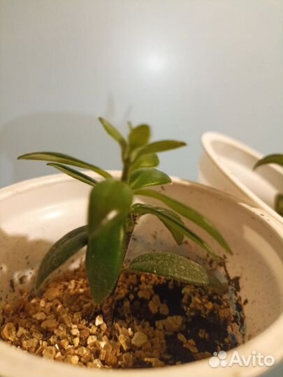 Эсхинантус