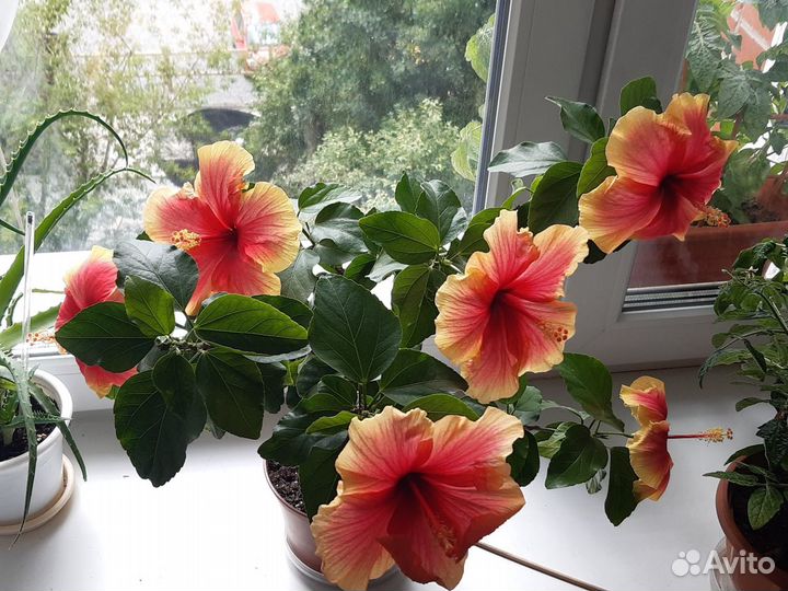 Гибискус сортовой Tivoli, черенки