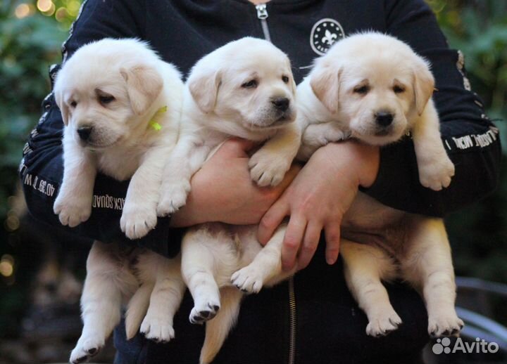 Лабродоры щенки