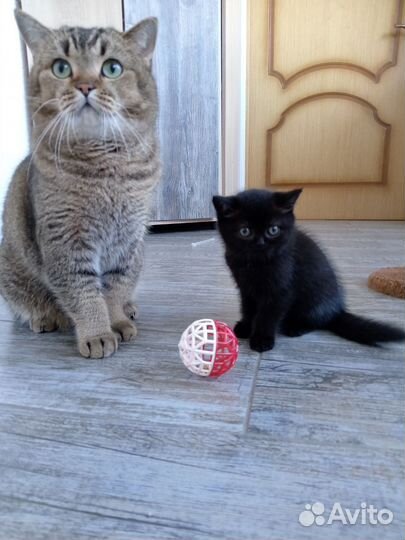 Шотландская кошечка