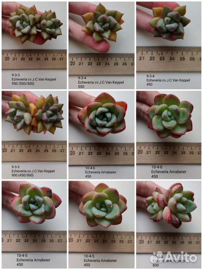 Суккуленты 2/6